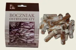 grzybnia-boczniaka-ostrygowatego-na-kolkach-100-szt-uprawa-w-ogrodzie