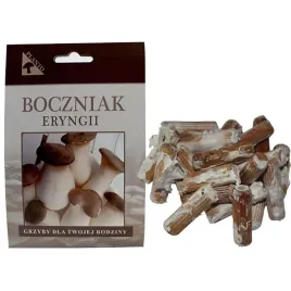 grzybnia-na-kolkach-boczniaka-eryngii-100-szt-domowa-samodzielna-uprawa