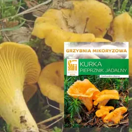 grzybnia-mikoryzowa-pieprznik-jadalny-kurka-do-ogrodu