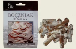 grzybnia-na-kolkach-boczniaka-rozowego-100-szt-domowa-uprawa