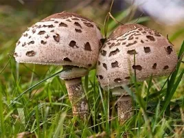 grzybnia-ziarnista-czubajki-kanii-1l-or-do-uprawy-w-ogrodzie-i-na-dzialce