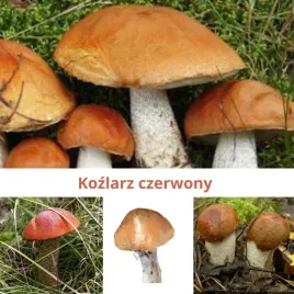 kozlarz-czerwony-grzybnia-mikoryzowa-grzyby-lesne-w-twoim-ogrodzie