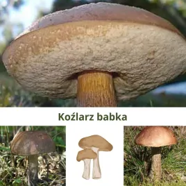 grzybnia-mikoryzowa-kozlarza-babki-do-samodzielnej-uprawy-w-ogrodzie
