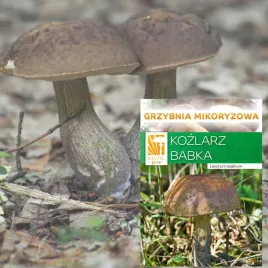 kozlarz-babka-zywa-grzybnia-mikoryzowa-do-gleby-or-pod-brzoze