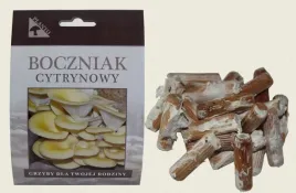 grzybnia-boczniaka-cytrynowego-na-kolkach-100-szt-domowa-uprawa