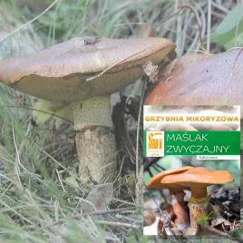 maslak-zwyczajny-grzybnia-mikoryzowa-do-samodzielnej-uprawy