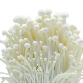enoki-uprawa-domowa-gotowe-podloze-grzybnia
