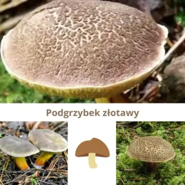 mikoryza-podgrzybka-zlotawego-naturalna-grzybnia-lesnych-grzybow