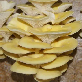 boczniak-cytrynowy-grzybnia-na-kolkach-20-szt-do-ogrodu
