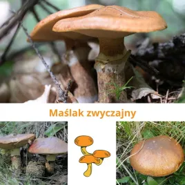 grzybnia-mikoryzowa-maslaka-zwyczajnego-hodowla-w-ogrodzie