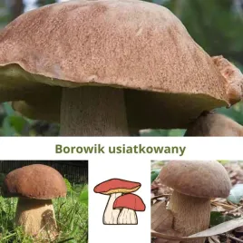 borowik-usiatkowany-do-ogrodu-mikoryza-grzybnia