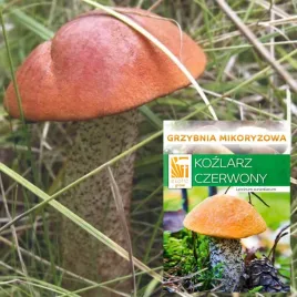 grzybnia-mikoryzowa-kozlarz-czerwony-zywa-mikoryza-do-ogrodu-drzew