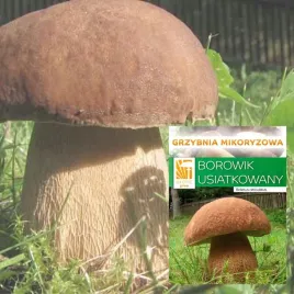 grzybnia-mikoryzowa-borowika-usiatkowanego