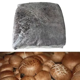 pieczarka-brazowa-swieza-grzybnia-torf-obfite-zbiory