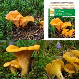 grzybnia-kurka-pieprznik-jadalny-mikoryza-do-ogrodu