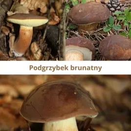 grzybnia-mikoryzowa-podgrzybka-brunatnego-hodowla-domowa-i-ogrodowa