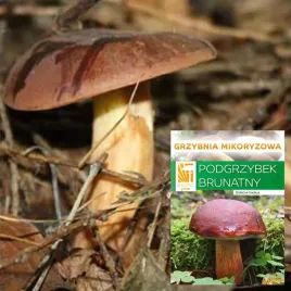 podgrzybek-brunatny-grzybnia-mikoryzowa-do-uprawy-w-ogrodzie