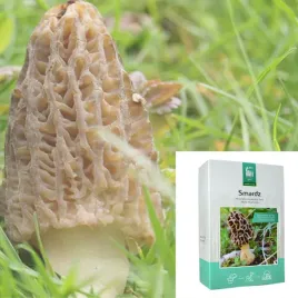 smardz-grzybnia-mikoryzowa-do-uprawy-w-ogrodzie