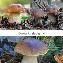 grzybnia-mikoryzowa-borowika-szlachetnego-domowa-uprawa