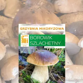 uprawa-borowika-szlachetnego-grzybnia-mikoryzowa-do-ogrodu