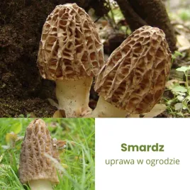 smardz-uprawa-w-ogrodzie-grzybnia-mikoryzowa-morchella-esculenta