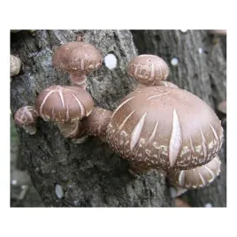 shiitake-grzybnia-na-kolkach-20-szt-do-ogrodu
