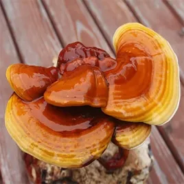 reishi-grzybnia-ziarnista-1l-do-domowej-i-ogrodowej-uprawy