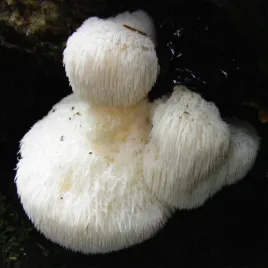 soplowka-jezowata-grzybnia-na-kolkach-20-szt-hericium-erinaceus