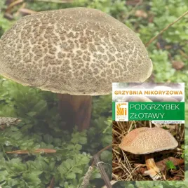 grzybnia-mikoryzowa-podgrzybek-zlotawy-grzyby-lesne-w-ogrodzie