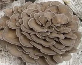 maitake-grzybnia-na-kolkach-20-szt-zagwica-listkowata