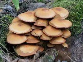 opienka-zmienna-grzybnia-ziarnista-1l-do-uprawy-w-domu-i-ogrodzie