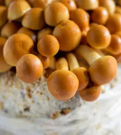 nameko-grzybnia-ziarnista-1l-do-domowej-i-ogrodowej-uprawy
