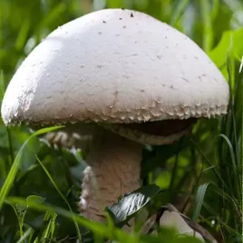 grzybnia-ziarnista-pieczarki-polnej-1l-naturalna-hodowla-w-domu-i-ogrodzie