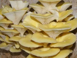 boczniak-cytrynowy-grzybnia-ziarnista-1l-do-domowej-i-ogrodowej-uprawy