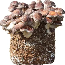 shiitake-gotowe-podloze-do-uprawy-domowej-grzybnia