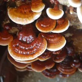 profesjonalny-zestaw-reishi-or-sterylizacja-podloza-i-grzybnia-plynna-diy