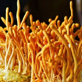 cordyceps-militaris-domowa-uprawa-grzybow-zestaw-do-hodowli