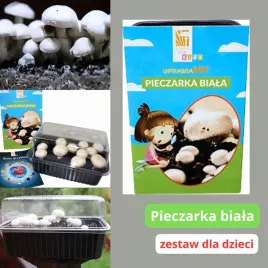pieczarka-biala-zestaw-edukacyjny-do-uprawy-dla-dzieci