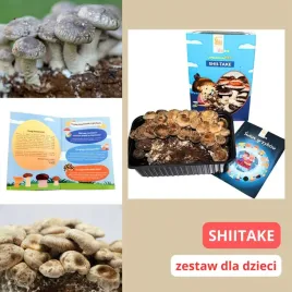 zestaw-do-uprawy-grzybow-shiitake-dla-dzieci