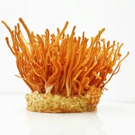 cordyceps-militaris-zestaw-do-samodzielnej-hodowli-w-domu