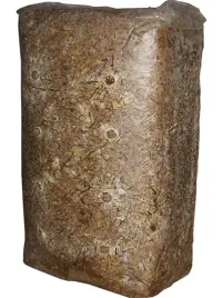 boczniak-ostrygowaty-15kg-balot-swieza-grzybnia