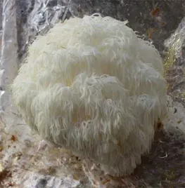 soplowka-jezowata-3kg-grzybnia-gotowe-podloze-do-uprawy-lions-mane