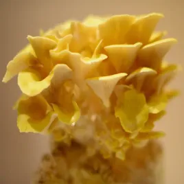 boczniak-cytrynowy-zestaw-do-uprawy-grzybow-prosta-uprawa