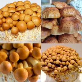 nameko-gotowe-podloze-do-domowej-uprawy-grzybnia-substrat