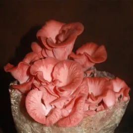 boczniak-rozowy-zestaw-do-uprawy-grzybow-substrat-pleurotus-djamor