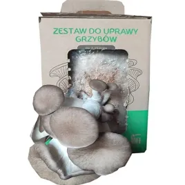 boczniak-black-pearl-czarna-perla-zestaw-do-domowej-uprawy