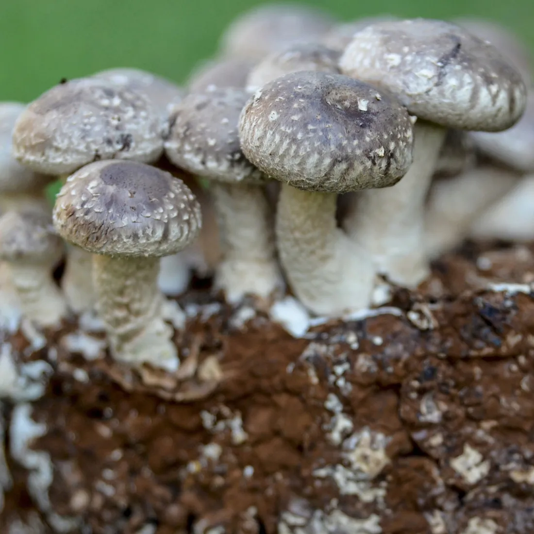 shiitake-lentinula-edodes-kapsulki-120szt