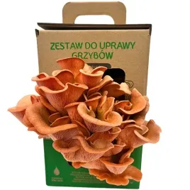 boczniak-rozowy-do-uprawy-w-domu-grow-kit-6l-pink-oyster-mushroom
