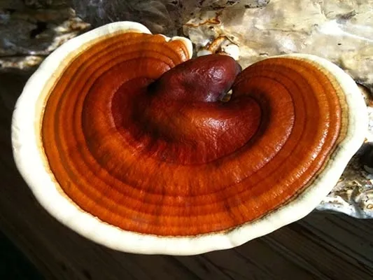 reishi-ganoderma-lacidum-ekstrakt-100ml