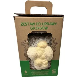 soplowka-jezowata-grzybnia-hericium-erinaceus-grow-kit